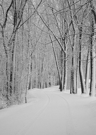 Snowy Lane