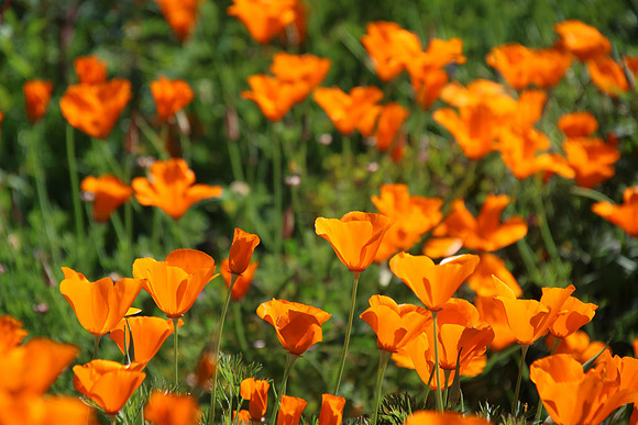 California Poppies