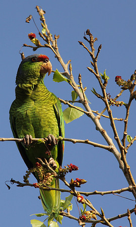 Point Loma Parrot