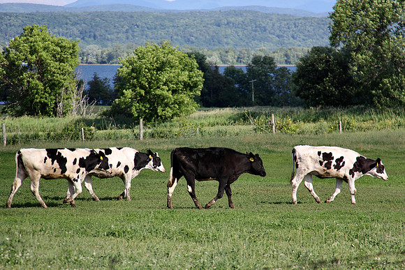 Abbey Road--Vermont Style