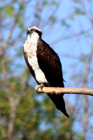Islander Osprey