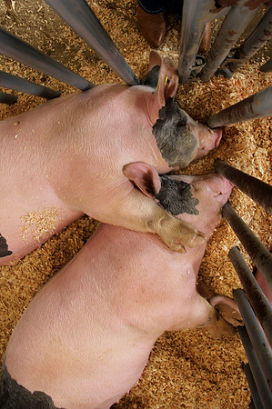Love at the County Fair