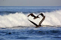 Pelican Love