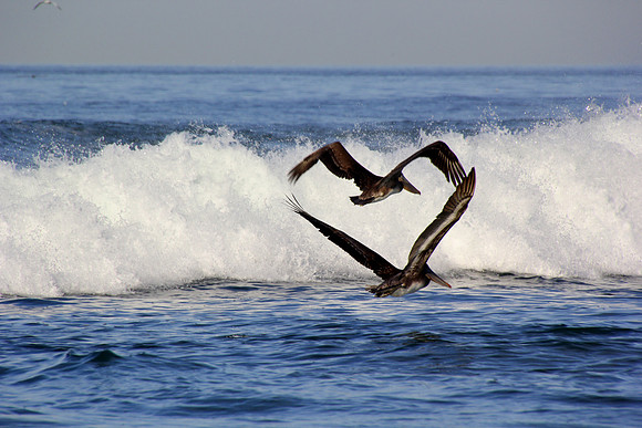 Pelican Love
