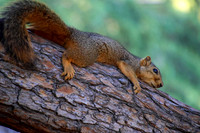 Time For a Nap