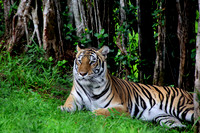 Hawaiian Tiger