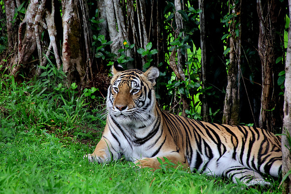 Hawaiian Tiger